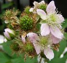 今年もブラックベリーが・・・