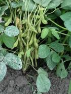 沖農園の野菜　その1