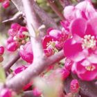 春は来ていました ^^;